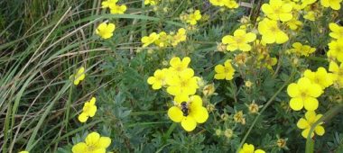 ČUŽU bog trail and sulphur springs
