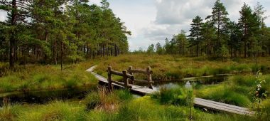 Vasenieki bog footbridge. Viewing tower