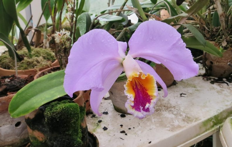 E.Tones-orhideju kolekcija