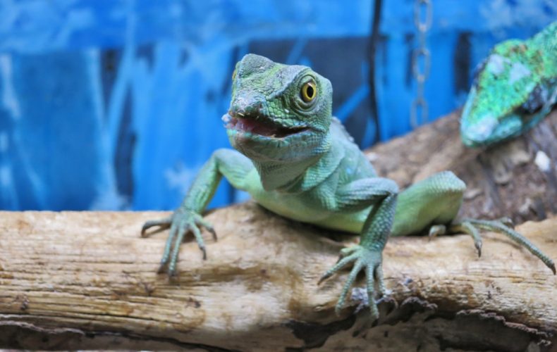 E.Tones-orhideju kolekcija1