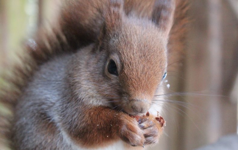 Ligatnes dabas takas