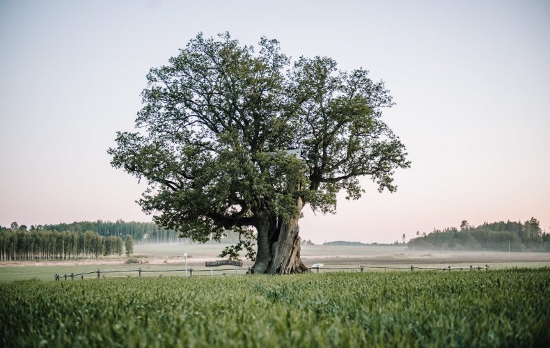 Strenči-Annija Ence Kaņepju dižozols