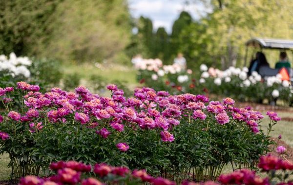 arboretusm_6