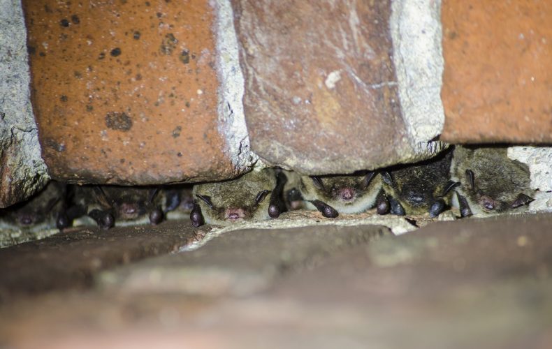 Daugavpils-siksparnu-centrs_4