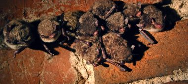 Daugavpils Bat Centre