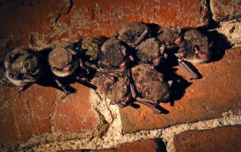 Daugavpils-siksparnu-centrs_5