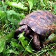 Daugavpils-zoo4