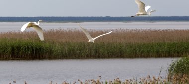 Nature reserve “Lubāna wetlands”