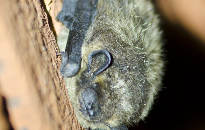 daugavpils-siksparnu-centrs_2