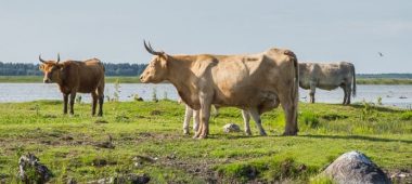 Lake Engure Nature Park