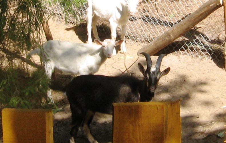 Lielvārde-trušu karaliste4