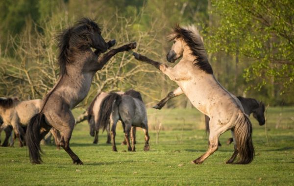 pape-savvaļas-zirgi