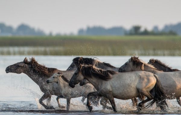 pape-savvaļas-zirgi1