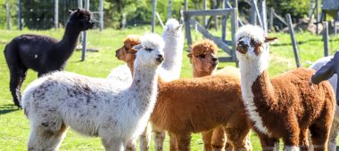 Griezītes – alpaca farm