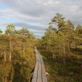 Cenas tīrelis3
