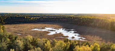 Medema swamp and forest