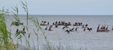 Kaltene nature trail with a bird-watching tower