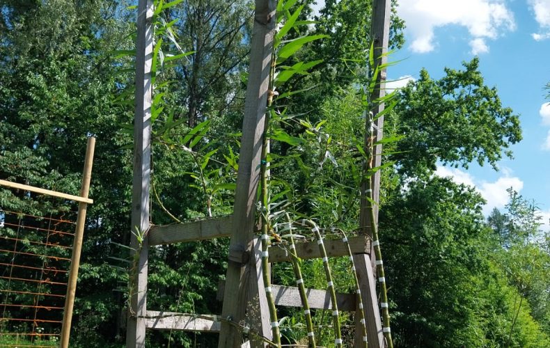 Meža-dizaina-dārzs4