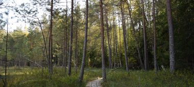 Andrupene bog trail