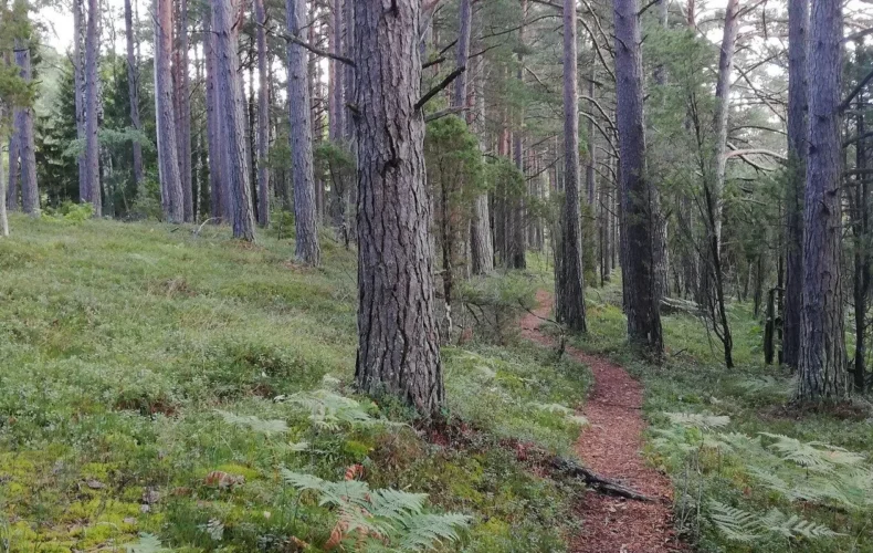 allikasoo-macibu-taka-006