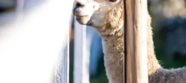 Kalna Lāči – mini zoo